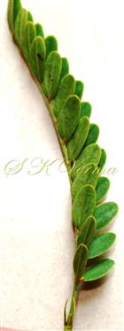  Leaf